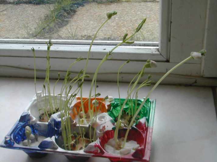 jardin magique de Rémi 1